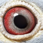 PL-0235-15-225 Samiczka Oryg. Zagata oko