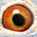 PL-0236-15-283 Samczyk Oryg. Jan Bochenczak oko