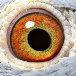 PL-0237-15-12066 Samiczka Oryg. Jan Bochenczak oko.