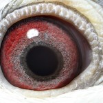 PL-0237-15-12069 Samiczka Oryg. Zagata oko